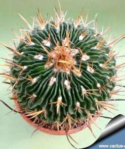 Stenocactus (Echinofossulocactus) / 20 seeds