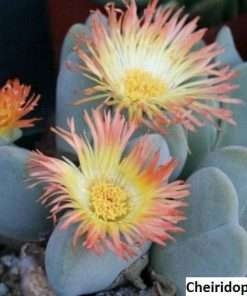 cheiridopsis