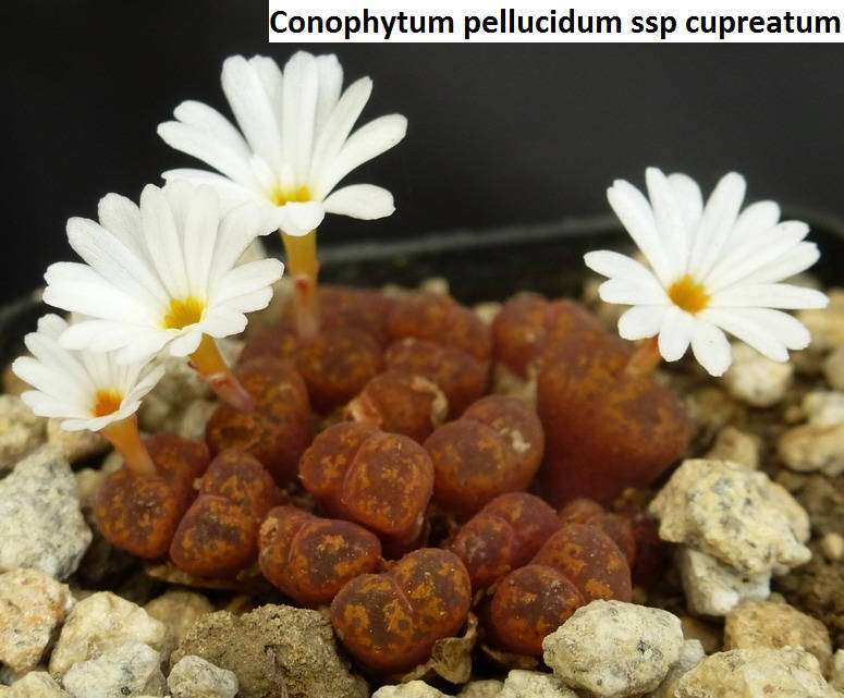 Conophytum pellucidum ssp cupreatum / 10 seeds