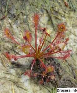 Drosera intermedia / 20 seeds