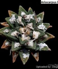 Ariocarpus bravoanus seeds