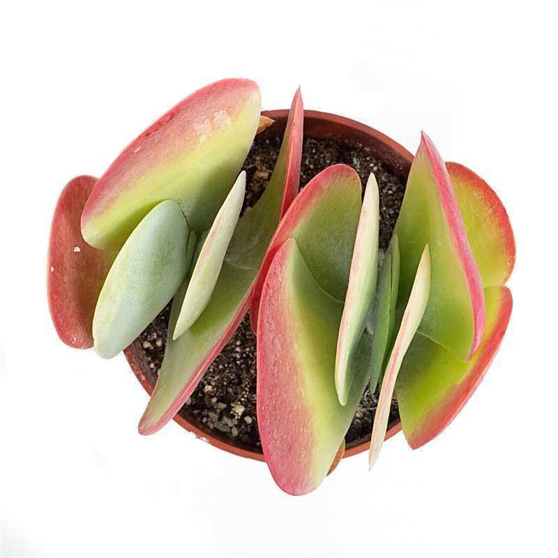 Kalanchoe luciae Kalanchoe luciae
