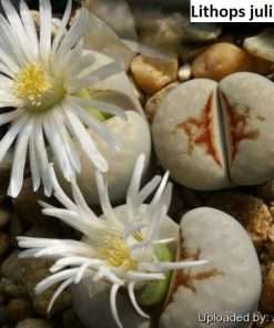 Lithops julii 'Hot Lips' [RARE] / 10 seeds  (Living stones)