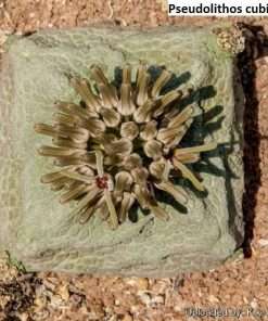 Pseudolithos cubiformis [RARE] / 5 seeds