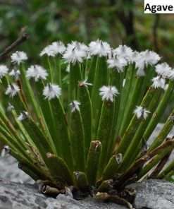 Agave albopilosa [VERY RARE] / 3 seeds (White hair agave)