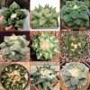 Ariocarpus hybrids seeds