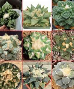 Ariocarpus hybrids seeds
