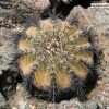 Copiapoa echinoides seeds