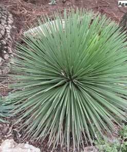 Agave stricta / 10 seeds (Hedgehog agave)