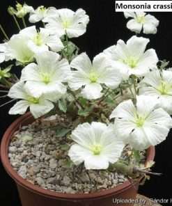 Monsonia crassicaulis / 5 seeds (Bushman candle)