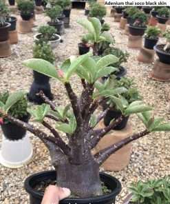 adenium thai socotranum black