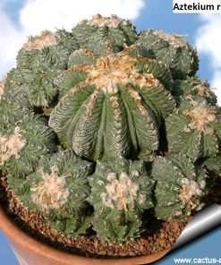 Aztekium ritteri seeds