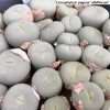 Conophytum pageae 'albiflorum' seeds