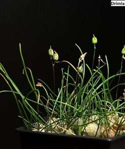 drimia uniflora seeds