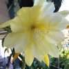Epiphyllum 'Yesterday's Memories' seeds