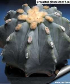 Ferocactus glaucescens f. inermis seeds