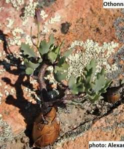 Othonna retrofracta seeds