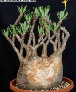 Pachypodium rosulatum subs. gracilius seeds