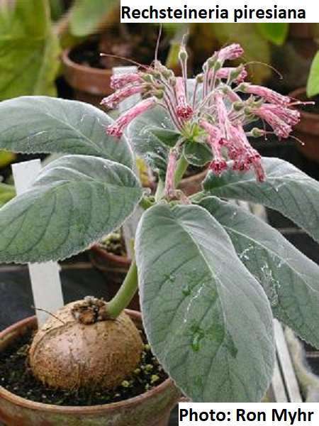 Sinningia pieresiana seeds
