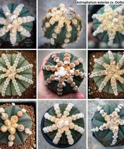 Astrophytum asterias cv. Ooibo Rensei seeds