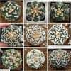 Astrophytum asterias cv. Superkabuto V-type Nudum seeds
