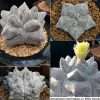 Astrophytum myriostigma cv. Kikko Onzuka seeds