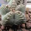 Aztekium valdezii seeds