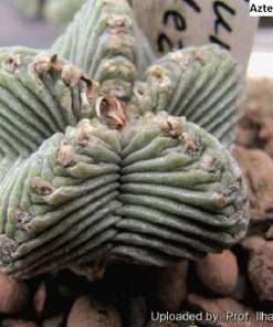 Aztekium valdezii seeds