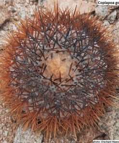 Copiapoa goldii seeds