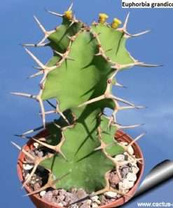 Euphorbia grandicornis seeds