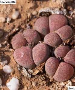 Lithops terricolor cv. Violetta seeds