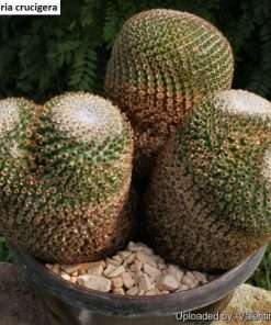 Mammillaria crucigera seeds