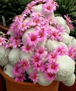 Mammillaria herrerae seeds