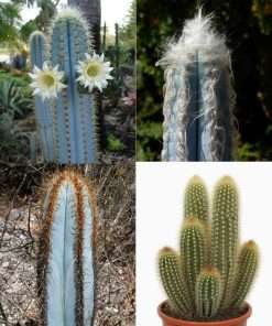 pilosocereus seeds