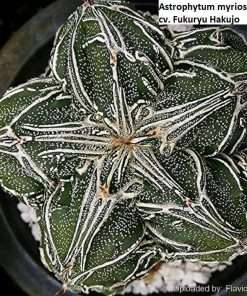Astrophytum myriostigma cv. Fukuryu Hakujo seeds