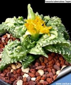 Faucaria tuberculosa 'Super Warty' seeds