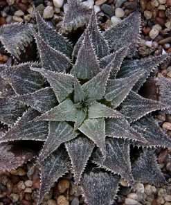 haworthia wimii seeds