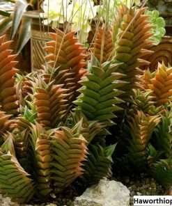 Haworthiopsis viscosa seeds