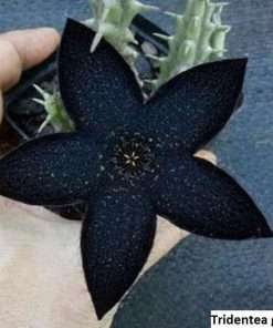 Tridentea gemmiflora seeds