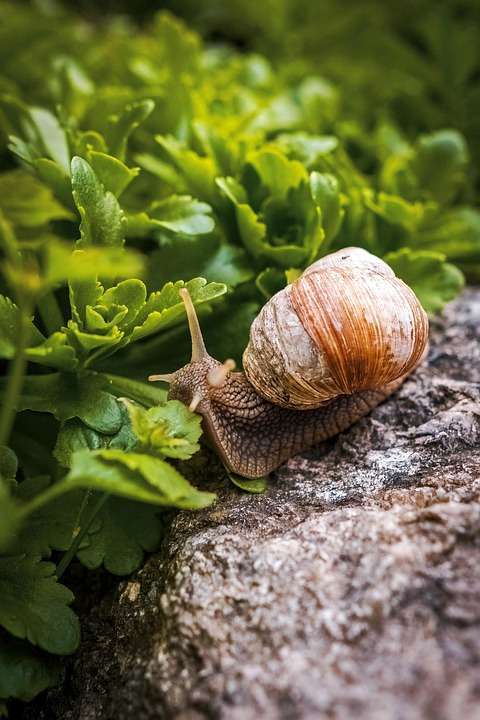 snail common succulent pest problems snail common succulent pest problems
