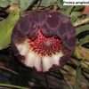 protea amplexicaulis seeds