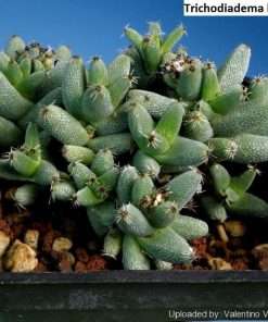 Trichodiadema hallii