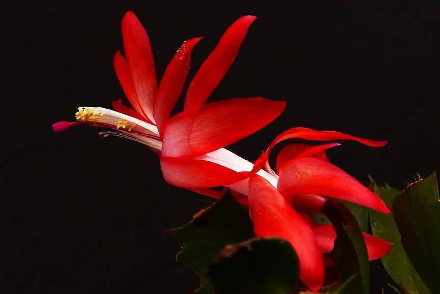 Christmas cactus 2 Christmas cactus 2