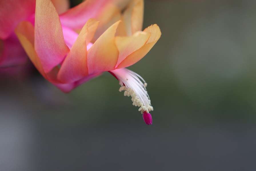Christmas cactus 3 Christmas cactus 3