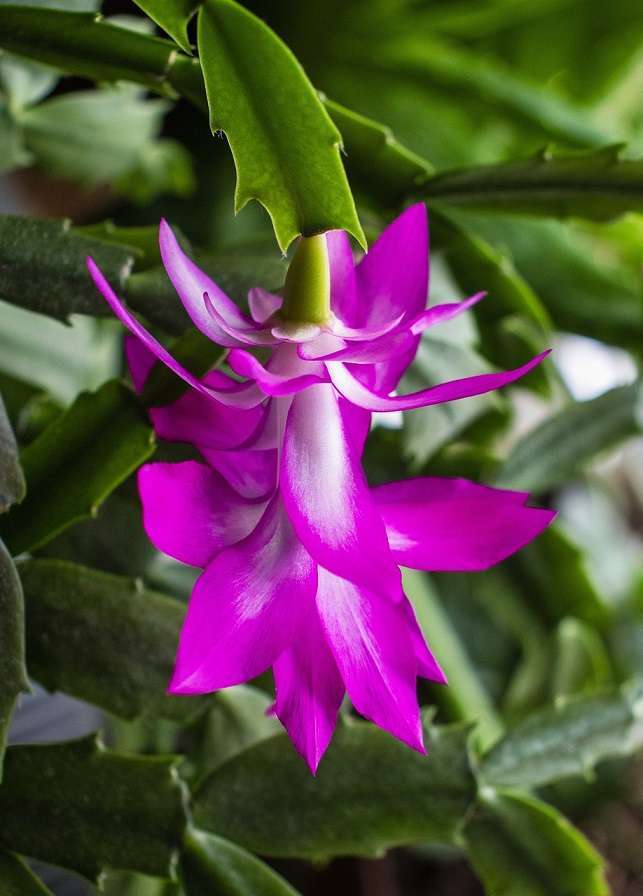 Schlumbergera truncata Schlumbergera truncata