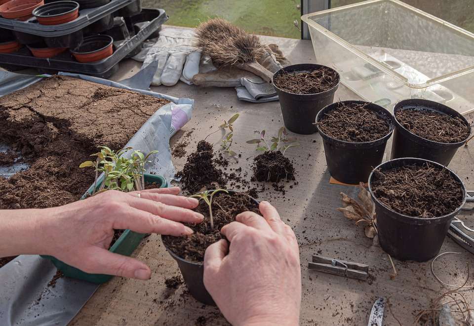 Give your baby plants their individual pots Give your baby plants their individual pots