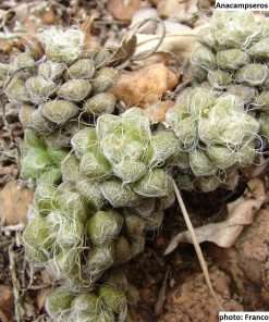 Anacampseros decapitata seeds