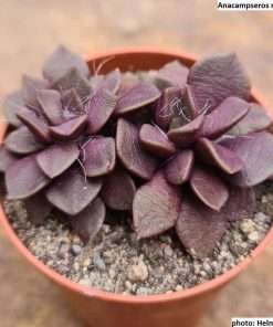 Anacampseros retusa f. rubra seeds