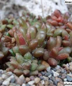 Anacampseros vanthielii seeds