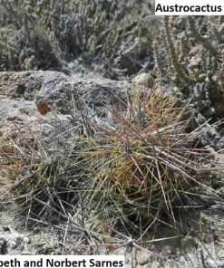 Austrocactus intertextus seeds